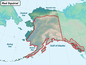 Habitat of Pine Squirrels in Alaska