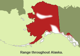 Habitat of Arctic Ground Squirrel in Alaska